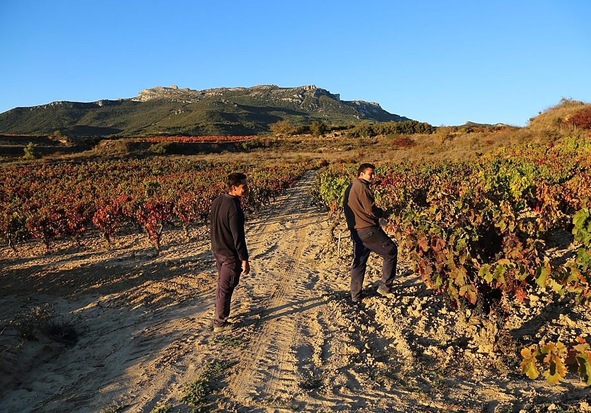 David y Ricardo Fernández, en la espectacular parcela de El Bardallo, en la zona alta de San Vicente.