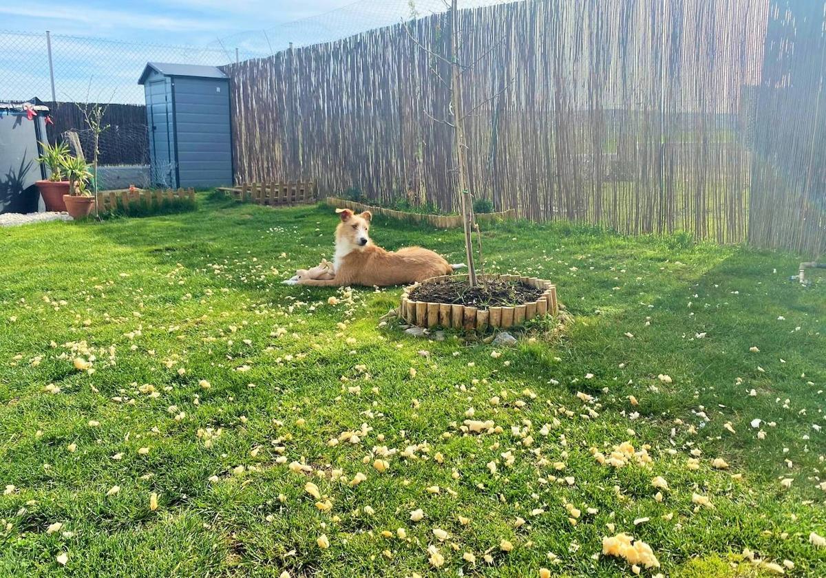 El podenco Ares, después de haber destrozado un cojín, en el jardín de su casa.