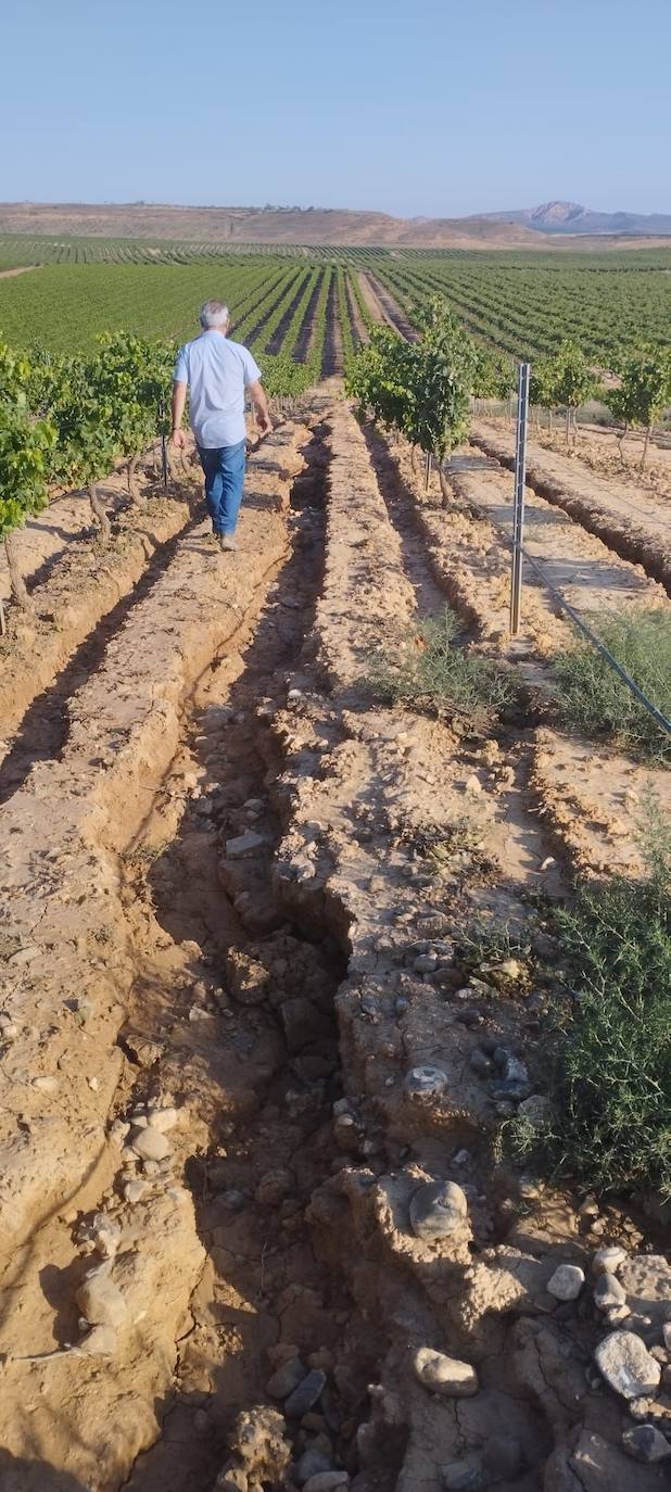 Estado en el que ha quedado un camino de acceso a viñedos en Aldeanueva