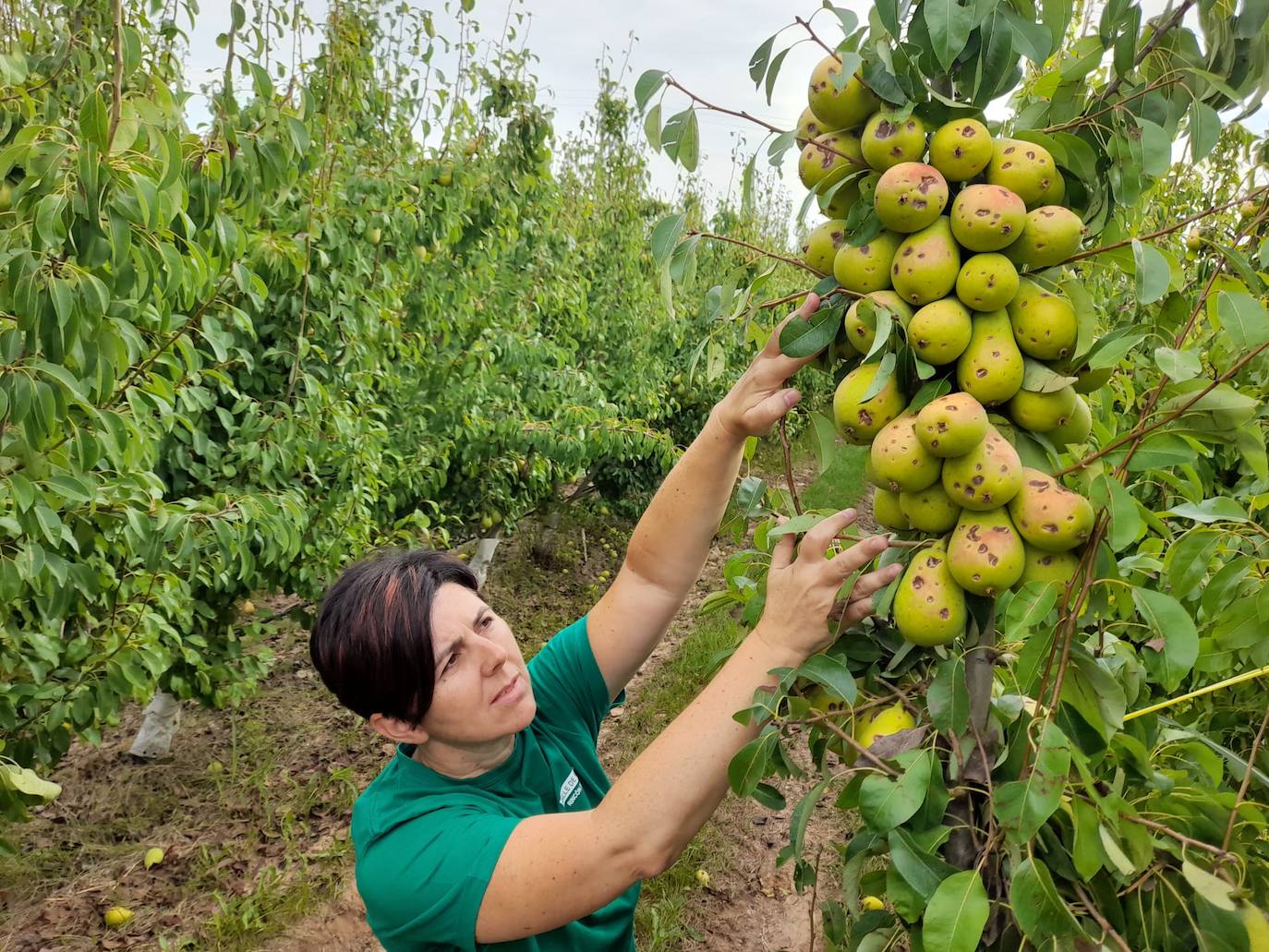 Daños causado por el granizo en peras en Rincón de Soto.