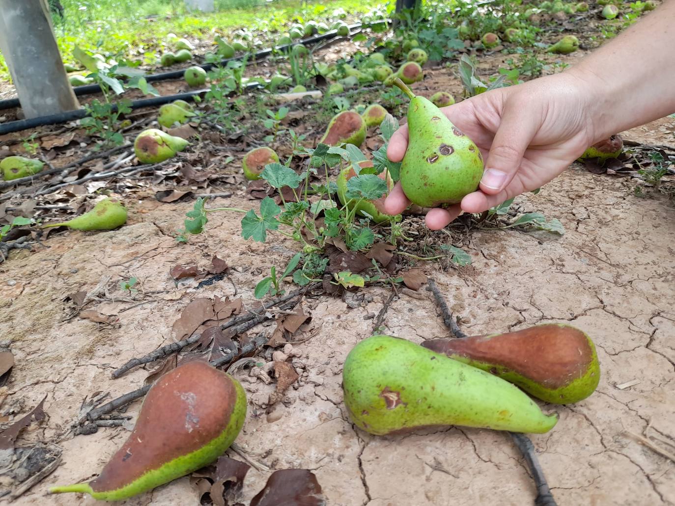 El triste paisaje tras la tormenta