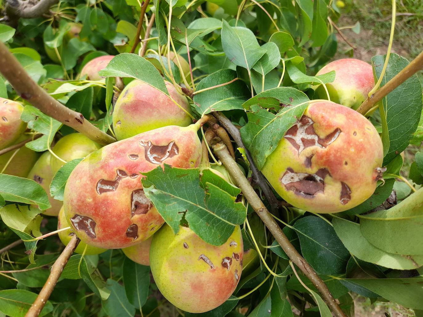 Daños causado por el granizo en peras en Rincón de Soto.