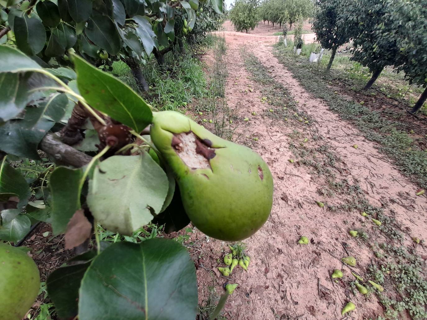Daños causado por el granizo en peras en Rincón de Soto.