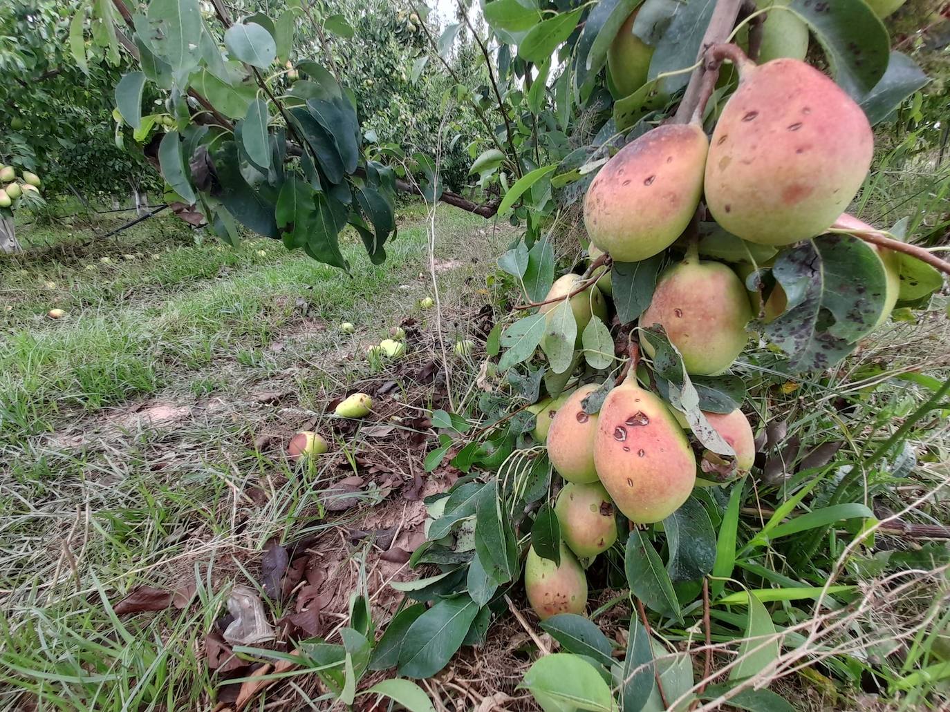 Daños causado por el granizo en peras en Rincón de Soto.