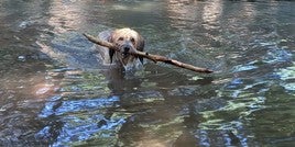 Cómo ser perro y sobrevivir a una ola de calor