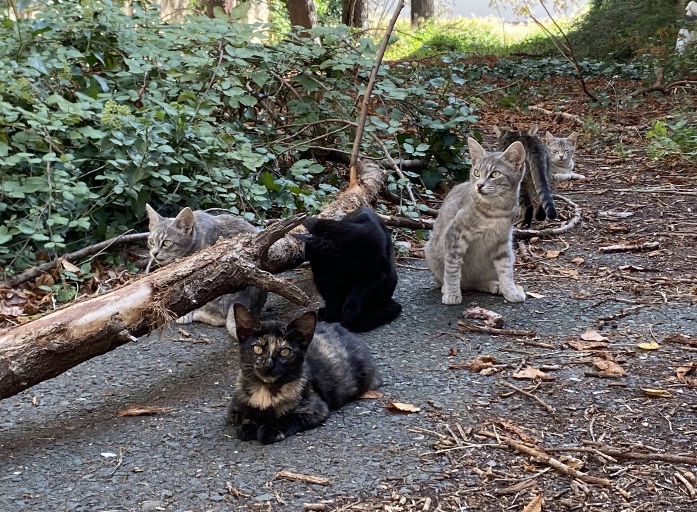 Imagen de archivo de una colonia felina en la localidad de Haro.