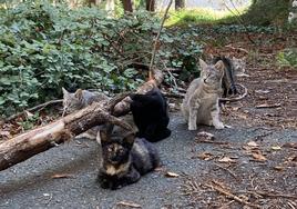 Imagen de archivo de una colonia felina en la localidad de Haro.