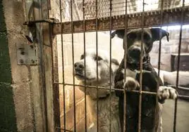 Refugio canino de la Asociación Protectora de Animales.
