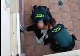 La Guardia Civil rescata una cría de cigüeña atrapada en un patio interior en Alfaro