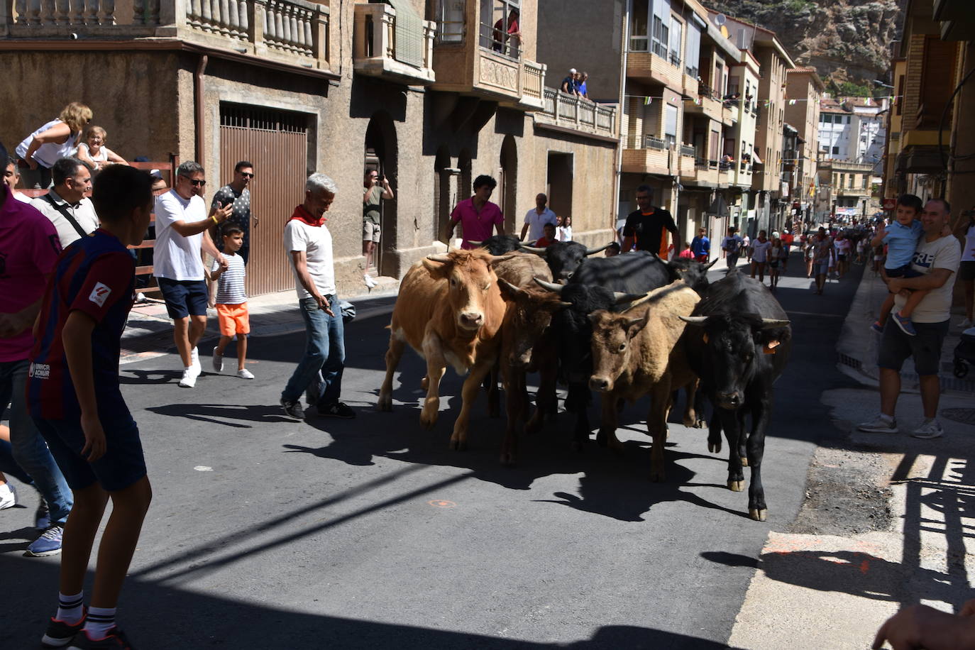 Vacas y paella en el último día de fiestas en Cervera
