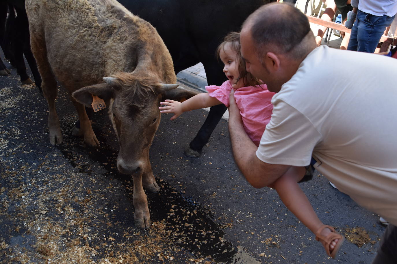 Vacas y paella en el último día de fiestas en Cervera