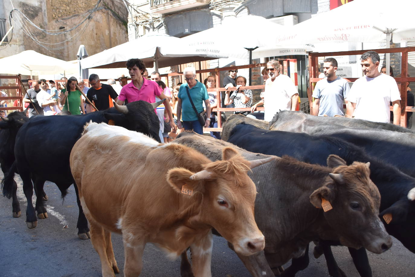 Vacas y paella en el último día de fiestas en Cervera