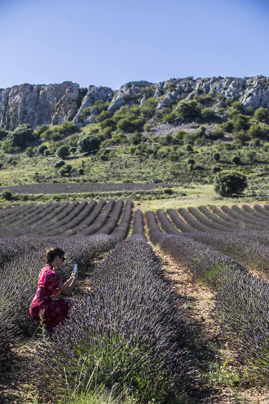Plantación experimental de lavanda en la zona de Yerga