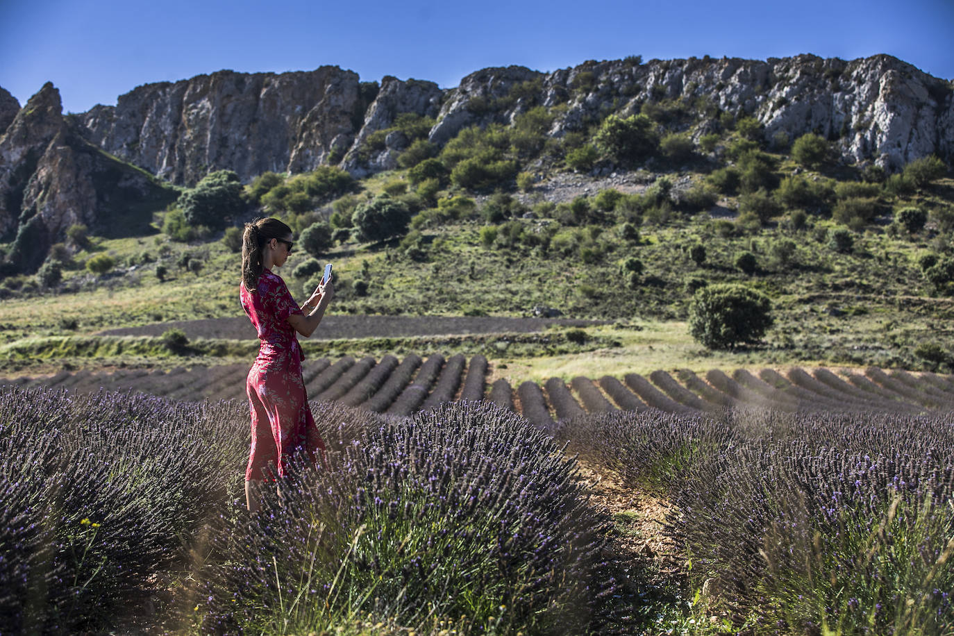 Plantación experimental de lavanda en la zona de Yerga