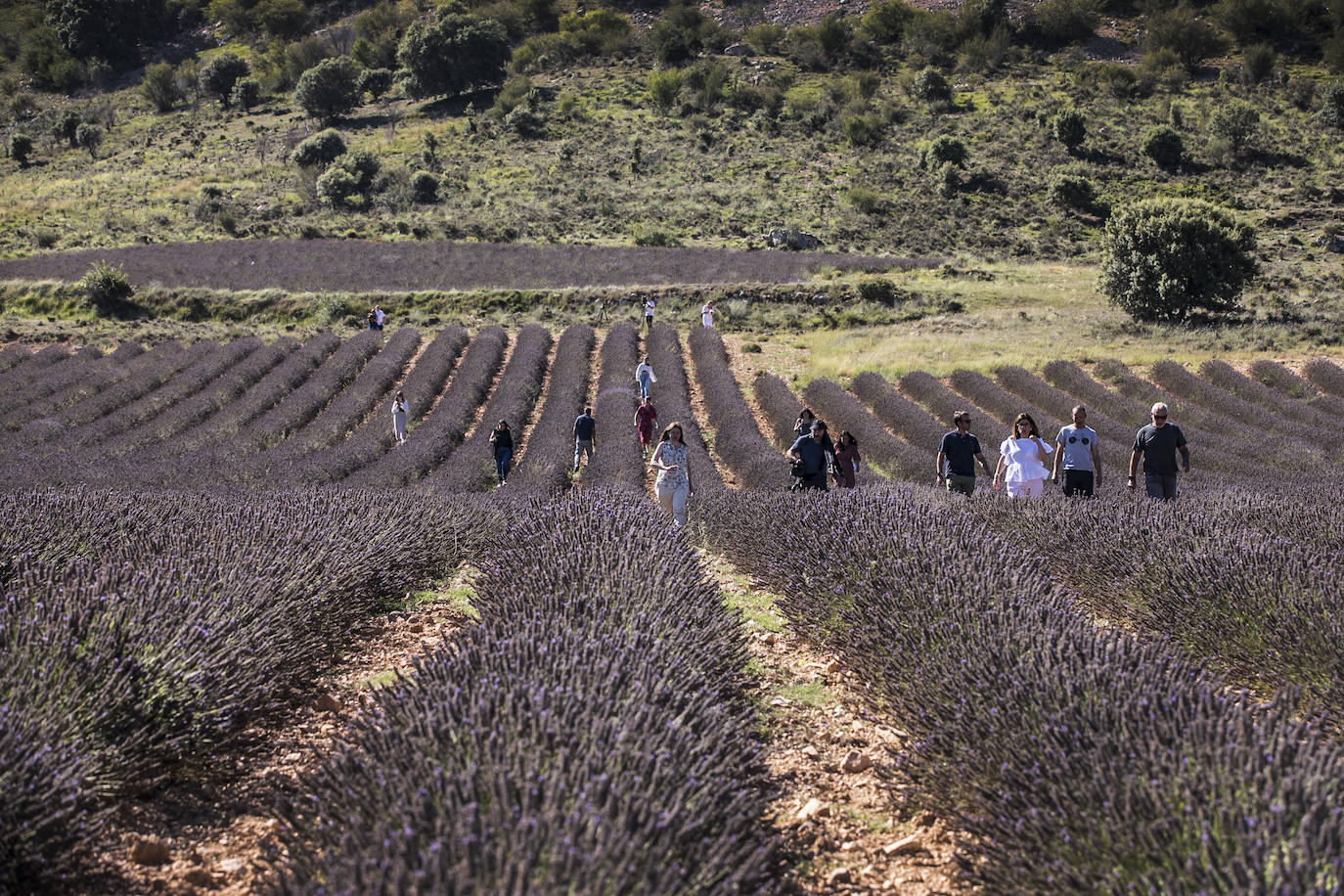 Plantación experimental de lavanda en la zona de Yerga