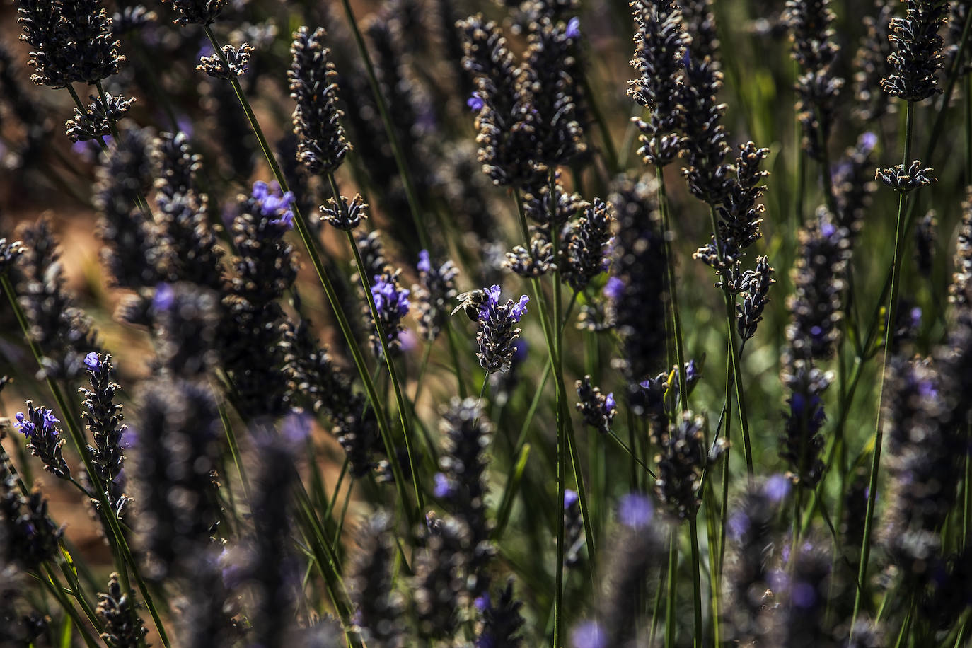 Plantación experimental de lavanda en la zona de Yerga