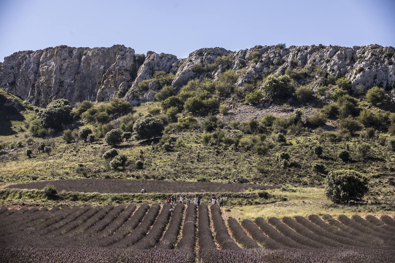 Plantación experimental de lavanda en la zona de Yerga