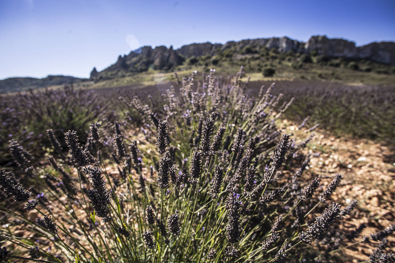 Plantación experimental de lavanda en la zona de Yerga