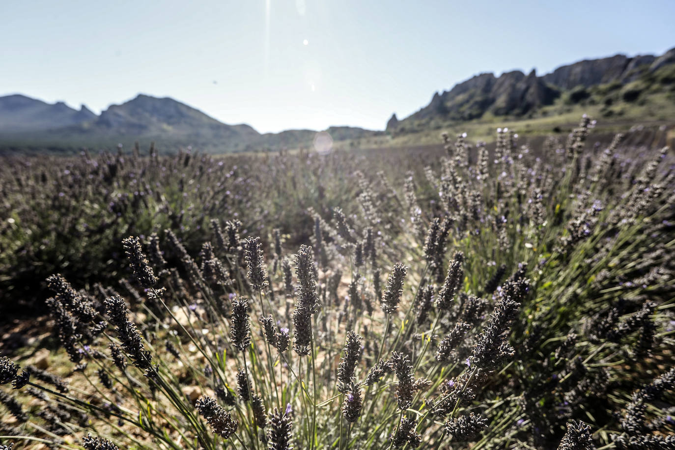 Plantación experimental de lavanda en la zona de Yerga