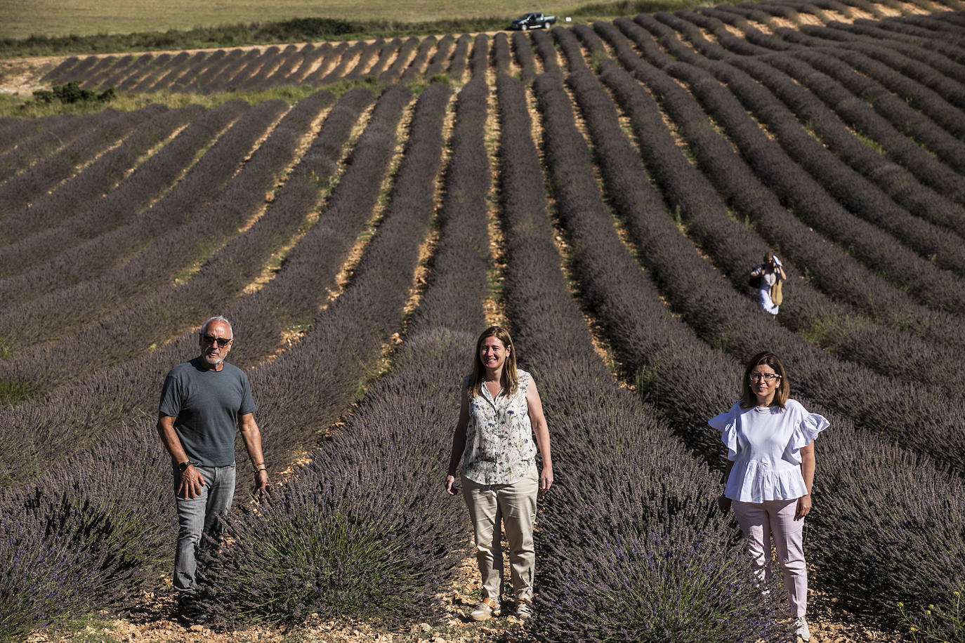 Plantación experimental de lavanda en la zona de Yerga