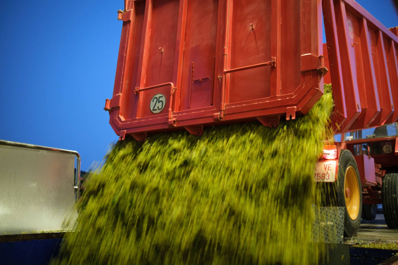 Las primeras imágenes de la vendimia en Aldeanueva