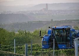 La vendimia en Aldeanueva ha comenzado este jueves.