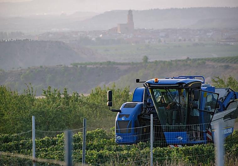 La vendimia en Aldeanueva ha comenzado este jueves.