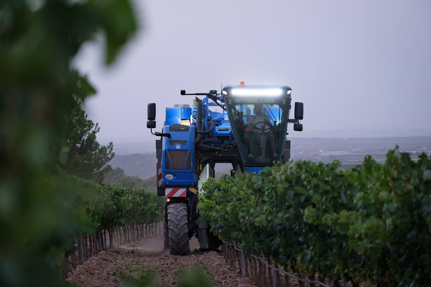Las primeras imágenes de la vendimia en Aldeanueva