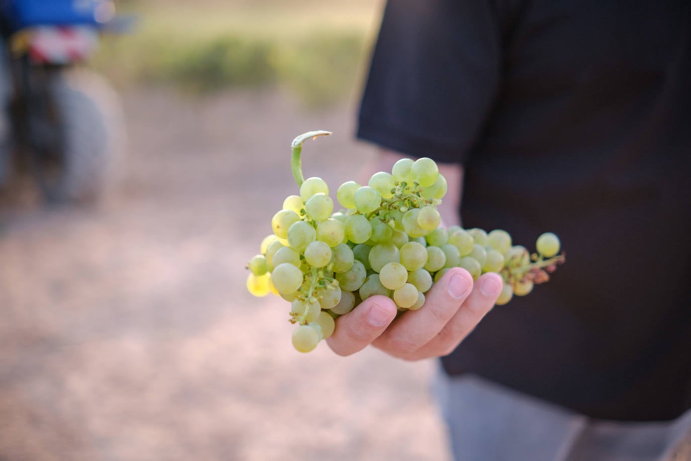 Las primeras imágenes de la vendimia en Aldeanueva