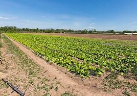 Campos en Varea fotografiados en mayo.