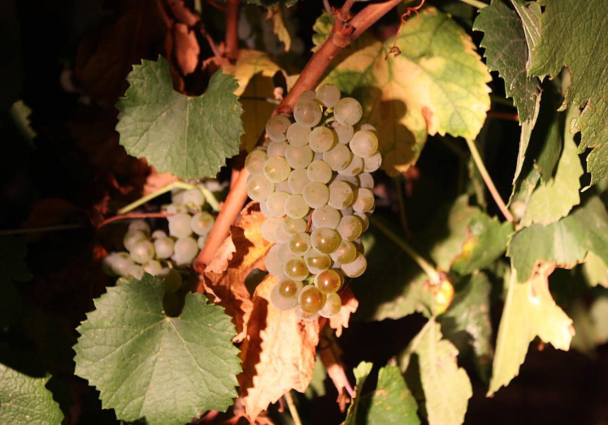 Racimo de Moscatel de Grano Menudo a punto de ser vendimiado