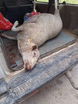 Nuevo ataque a ovejas en Nieva de Cameros.