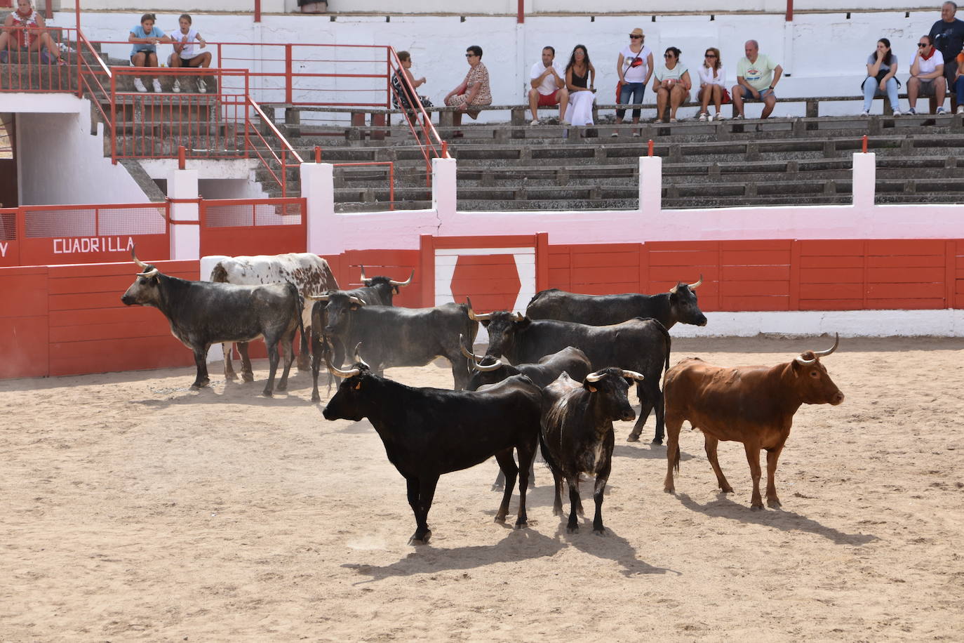 Encierros en las fiestas de Aldeanueva de Ebro