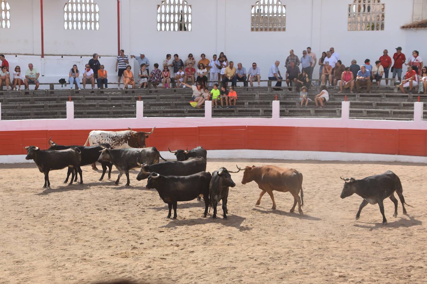 Encierros en las fiestas de Aldeanueva de Ebro