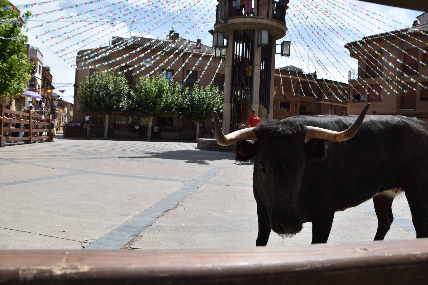Encierros en las fiestas de Aldeanueva de Ebro