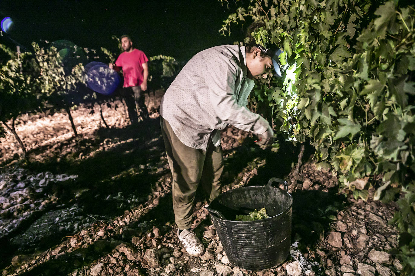 Vendimia nocturna en Bodegas Paco García, en Murillo