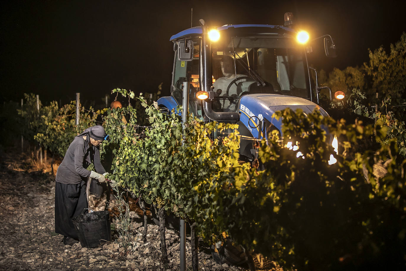 Vendimia nocturna en Bodegas Paco García, en Murillo
