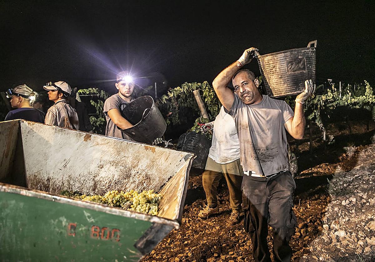 Vendimia nocturna en Bodegas Paco García, en Murillo