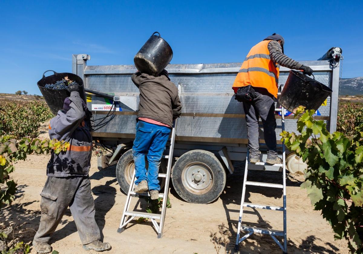 La prevención de riesgos laborales, un servicio obligatorio en vendimia