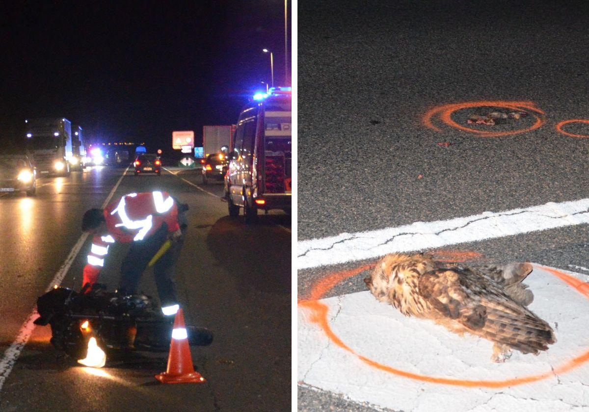 Herido un joven de Alfaro tras atropellar a un buho con su moto en Castejón