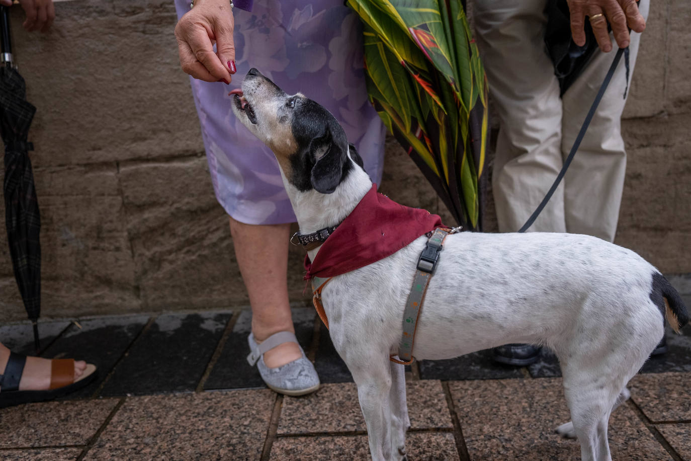 Degustaciones sanmateas de este jueves