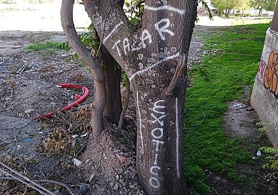 El último gran ailanto del 'nudo' de Vara de Rey, junto al Patricia, ha amanecido con pintadas en el tronco pidiendo su tala dado su carácter invasor.