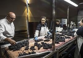 Vendimia de precisión en Sierra Cantabria