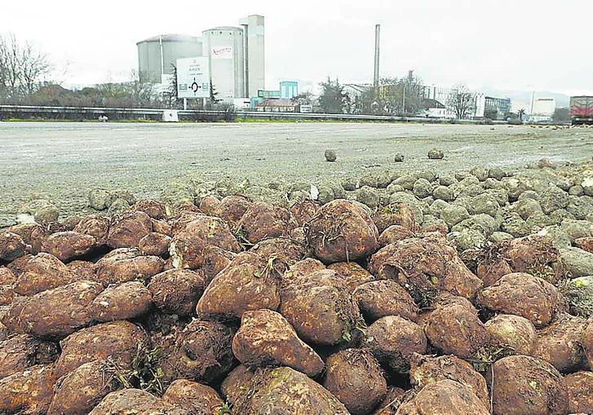 Azucarera recibe 6.000 toneladas diarias en campaña.