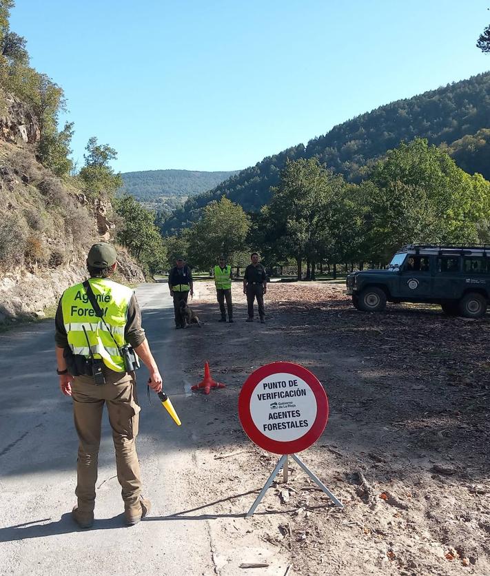 Imagen secundaria 2 - Requisados cien kilos de setas a un grupo organizado que actuaba en Lumbreras