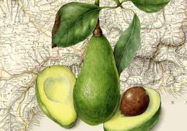 Mapa de la costa andaluza e ilustración botánica de aguacates.