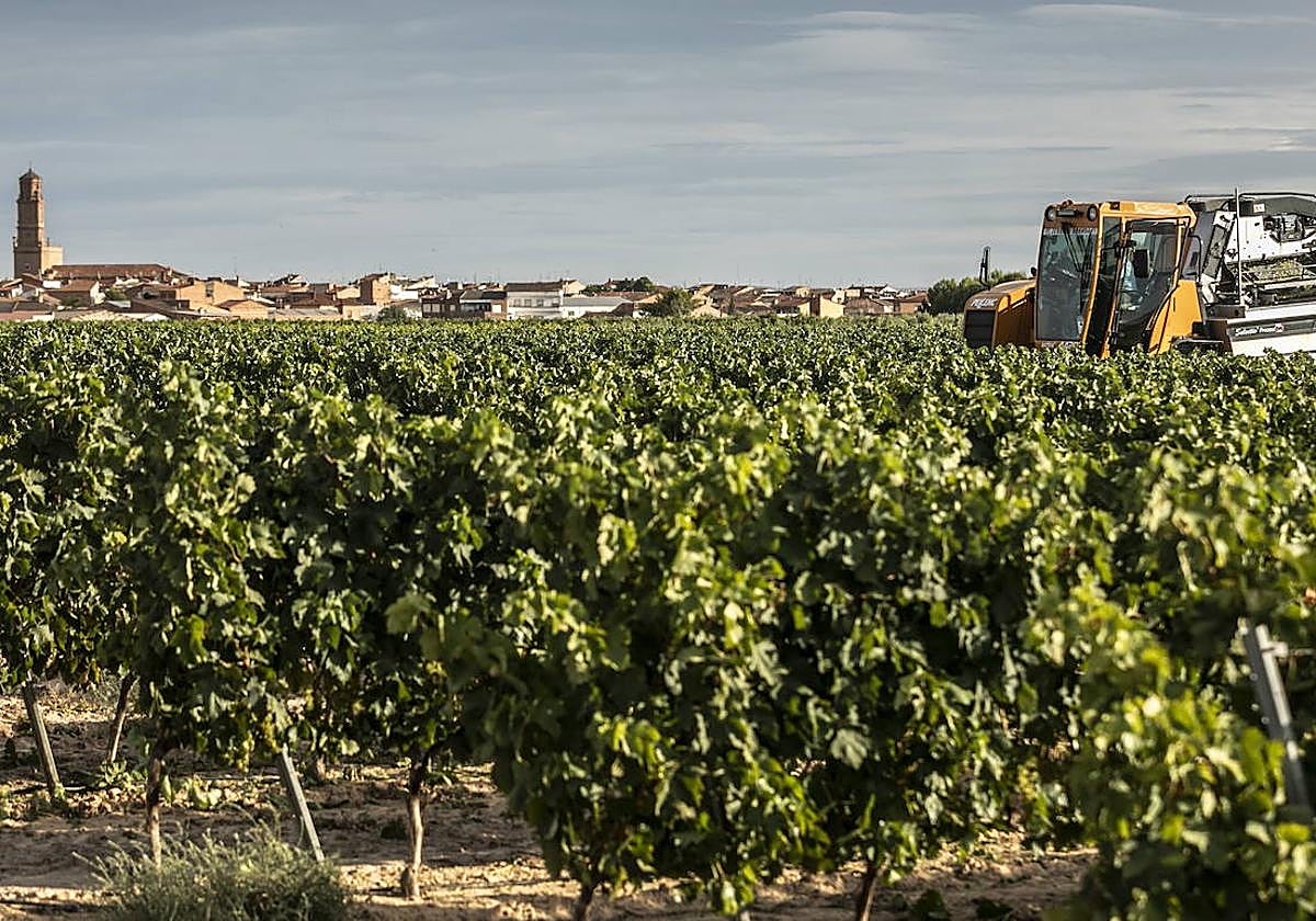 Imagen de una viña de Aldeanueva de Ebro durante la vendimia, con la localidad al fondo.