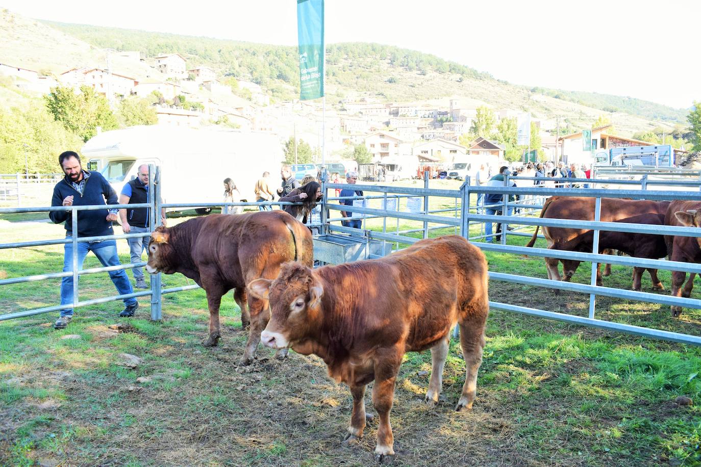 La XIII Feria del Ganado Selecto reúne este jueves más de 60 animales