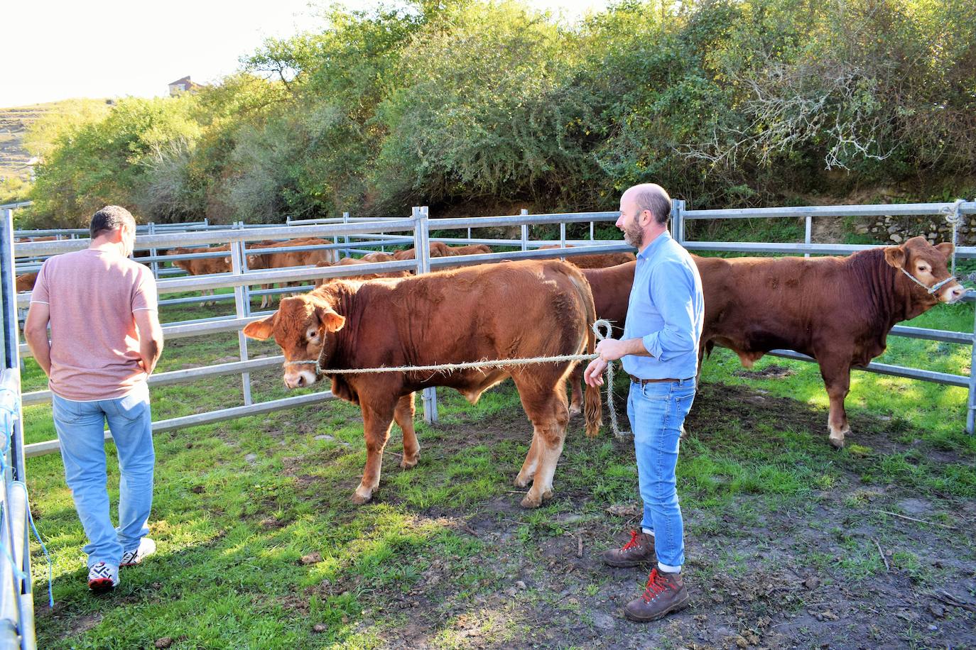 La XIII Feria del Ganado Selecto reúne este jueves más de 60 animales