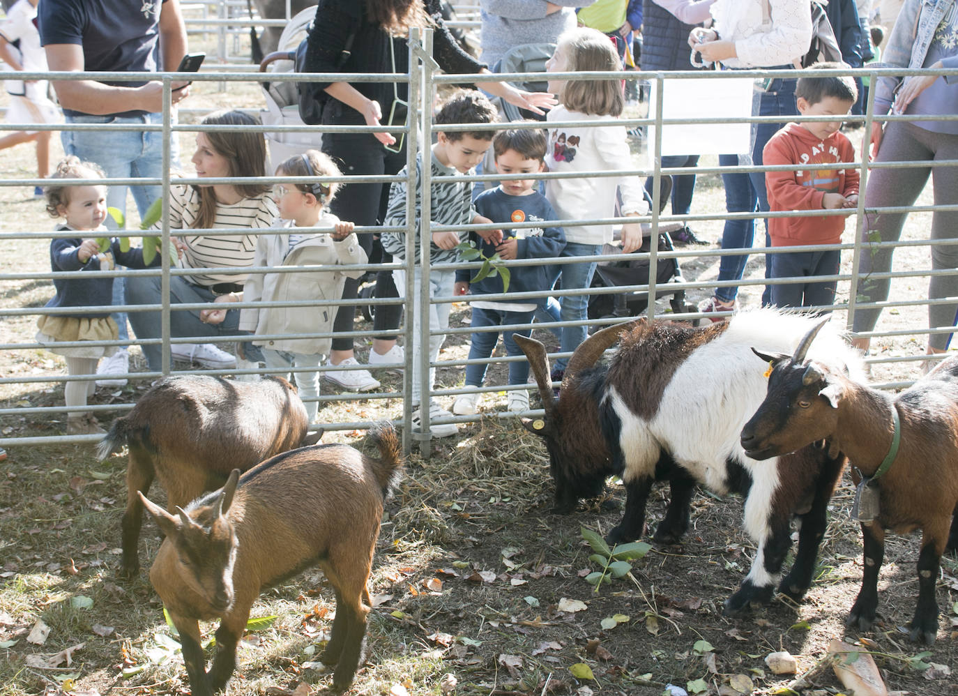 XIX Feria de ganado y de artesanía agroalimentaria de Ojacastro